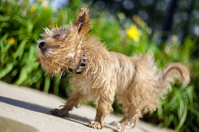 How hot is too hot? Here’s how to tell if your dog is suffering during the summer heat